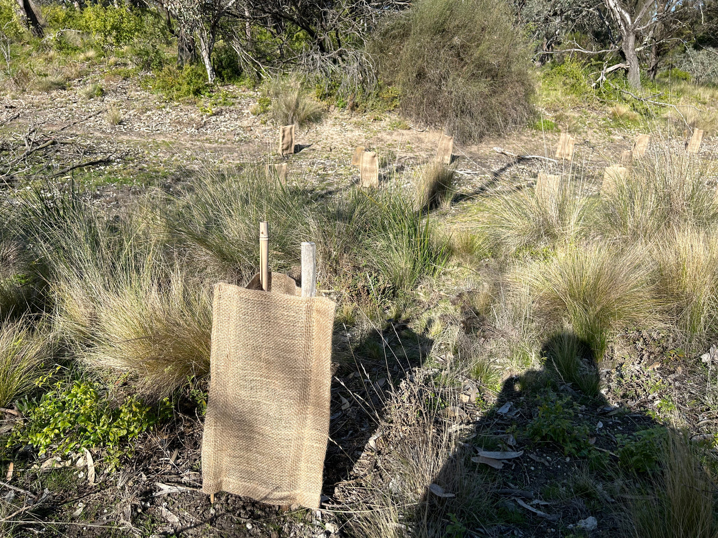 Biodegradable Tree Guard Hessian Sleeves -Natural