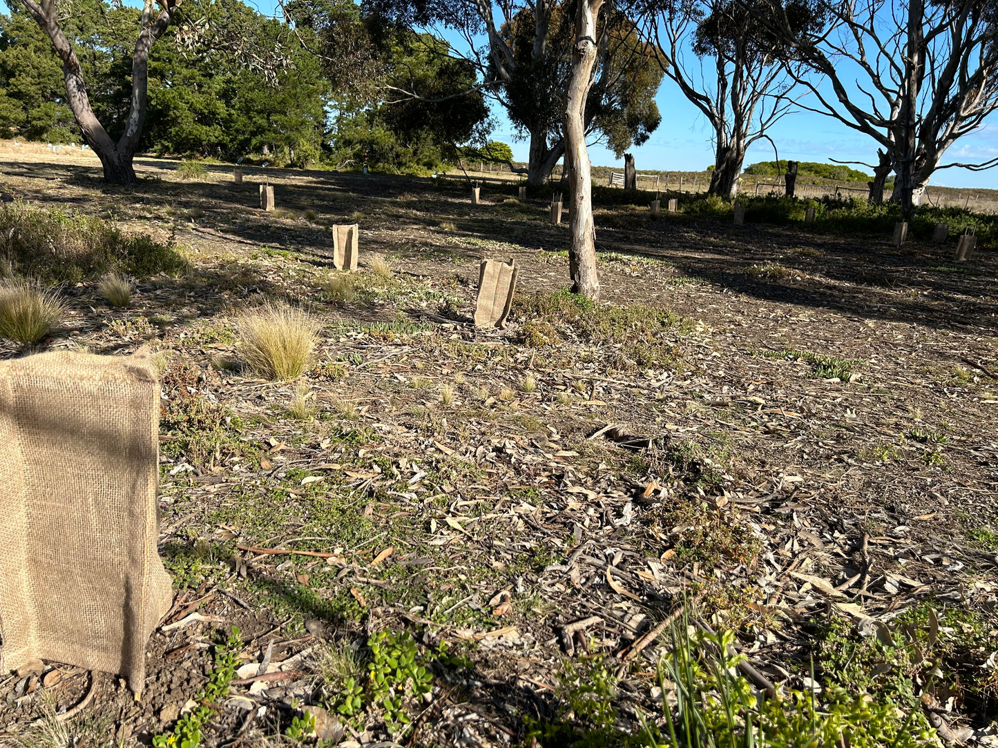 Biodegradable Tree Guard Hessian Sleeves -Natural