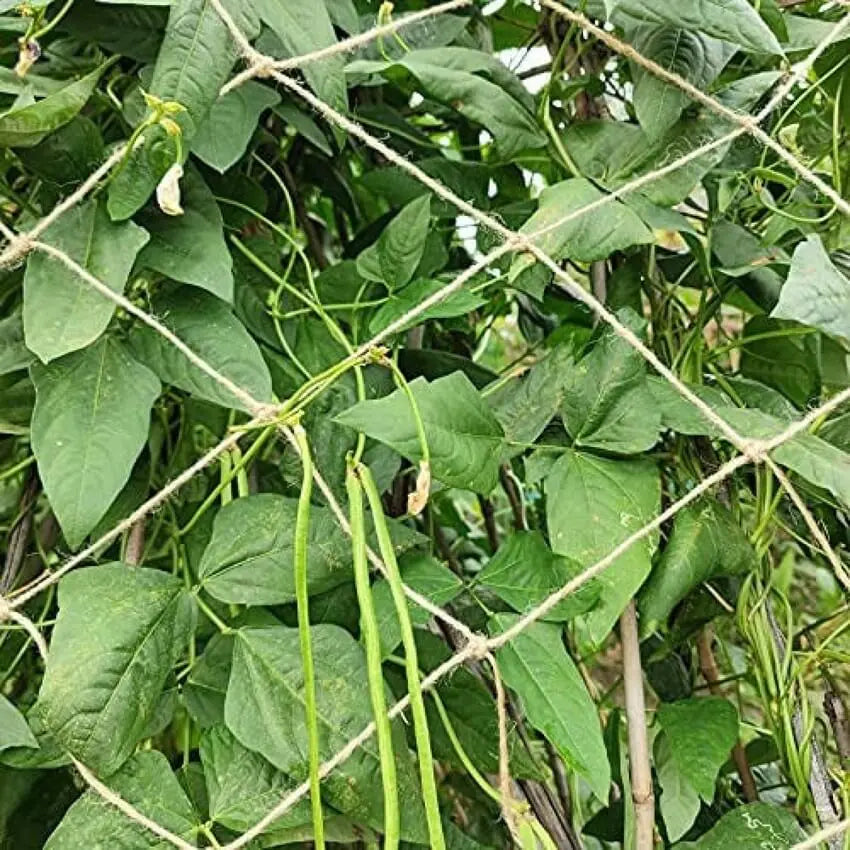 Jute Netting for Climbing Plants