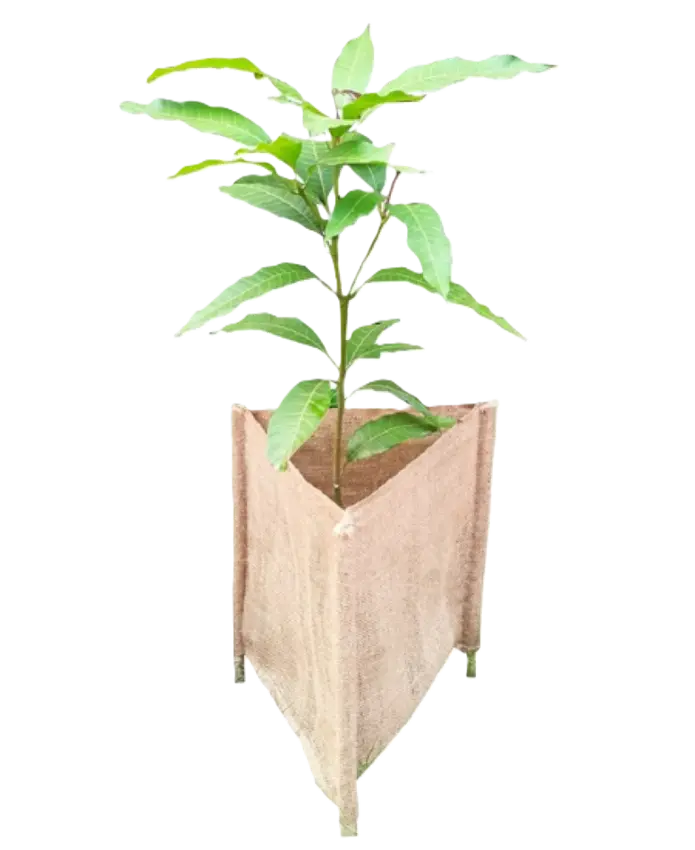 Biodegradable Tree Guard Hessian Sleeves -Natural