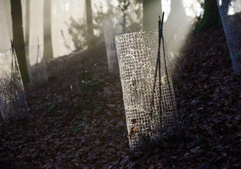 Why Do You Need to Use Biodegradable Tree Guards? – Axon Corporation ...