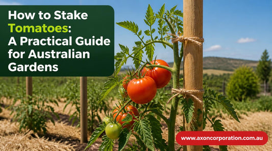 Tomato plant tied to a stake with jute twine