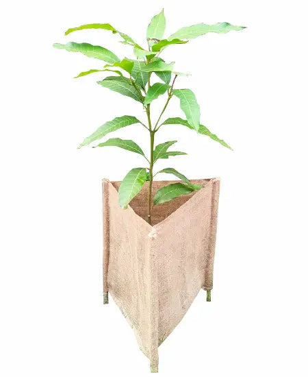 Biodegradable Tree Guards
