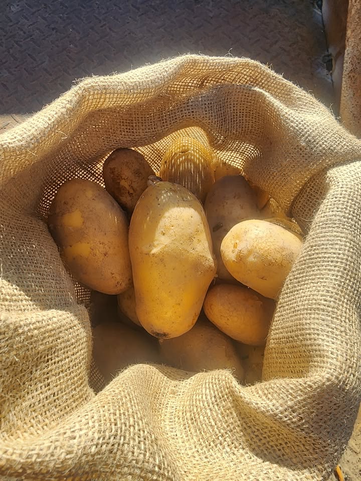 Hessian Produce/Potato Sacks 75cm x 45cm, 305gsm (20-25Kg Capacity) Size Medium