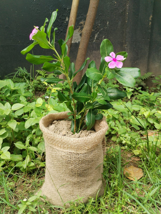 Axon Hessian 100% Biodegradable Seedling Bags - Pre-order