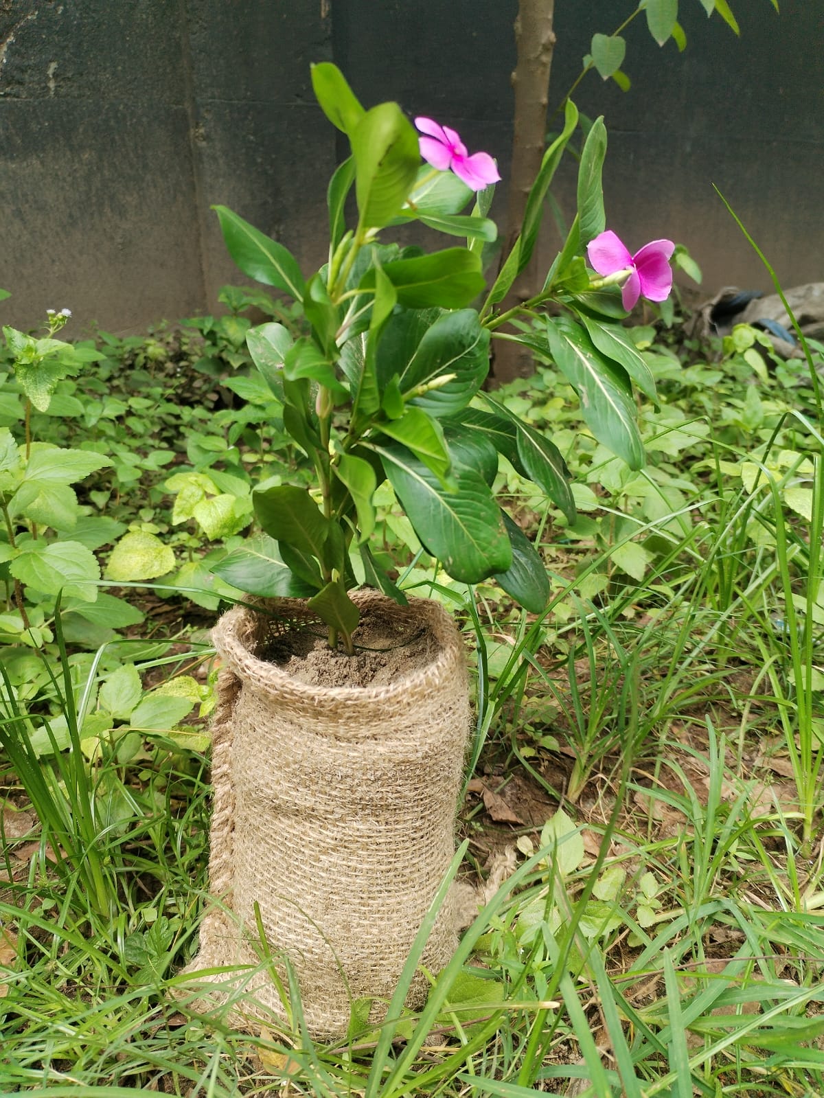 Biodegradable Seedling Bags - Pre-order