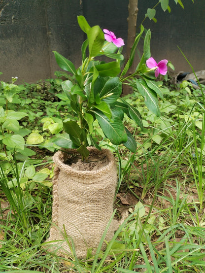 Biodegradable Seedling Bags - Pre-order