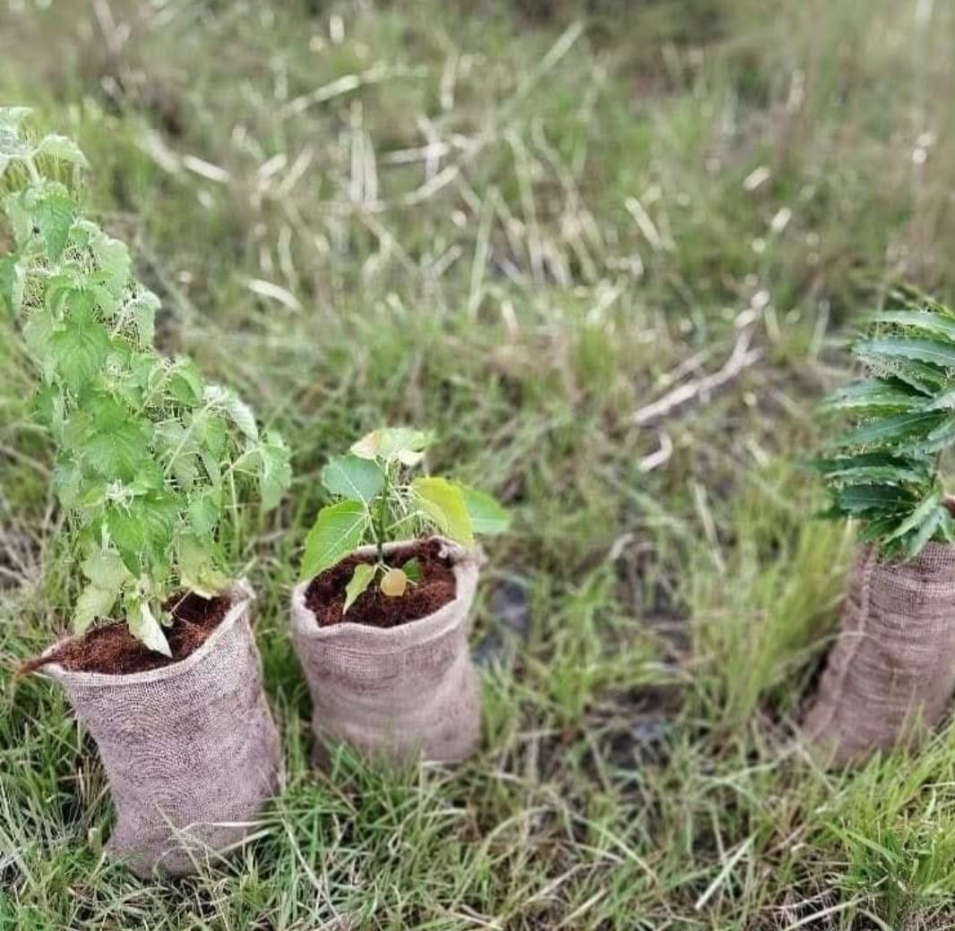 100% Biodegradable Seedling Bags - Pre-order
