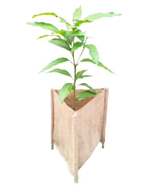 Biodegradable Hessian Tree Guard Sleeves - MOQ 100 pcs Carton