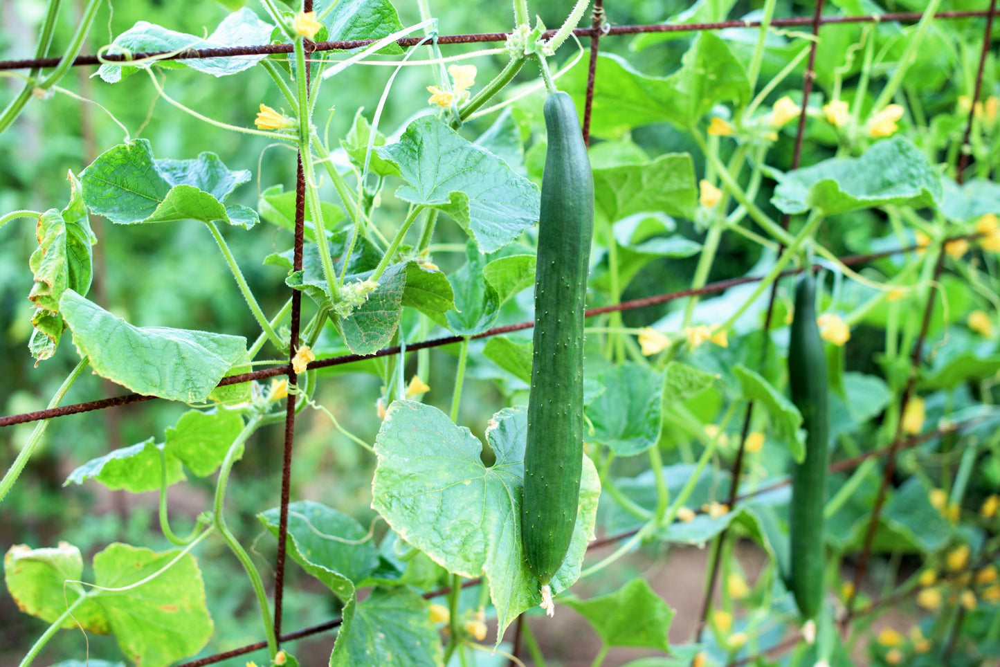 Jute Netting for Climbing Plants