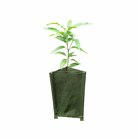 Biodegradable Tree Guard Hessian Sleeves (Green)